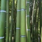 Phyllostachys bambusoides Bark