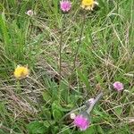 Bellis pappulosa Other