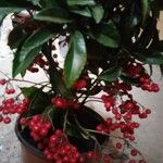 Ardisia crenata ഇല