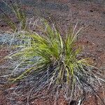 Tetraria comosa Pokrój