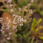 Erica galioides Flor