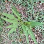 Lactuca indica Blatt