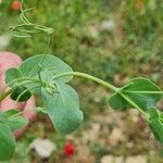 Vicia narbonensis Φύλλο