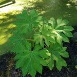 Tetrapanax papyriferΦύλλο