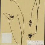 Cynorkis brachyceras Otro