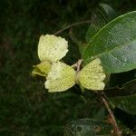 Carolus sinemariensis Fruit