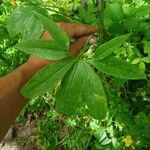 Dracunculus canariensis Blatt