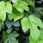 Humulus lupulus पत्ता