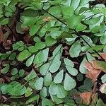 Adiantum venustum 葉