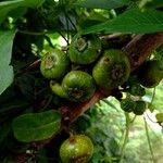 Ficus auriculata Fruit