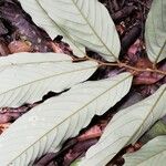 Monodora angolensis Folha