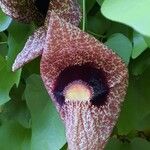 Aristolochia gigantea Flower