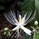 Capparis micracantha Blüte