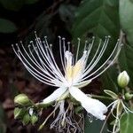 Capparis micracantha Fleur