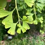 Ginkgo bilobaЛист