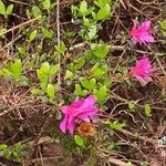Rhododendron kiusianum Flower