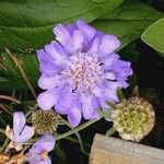 Scabiosa lucida 花