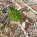 Amburana cearensis Leaf
