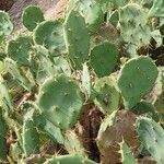 Opuntia stricta 葉