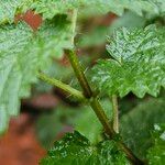 Urtica dioica Bark