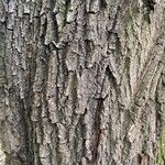 Salix euxina Bark