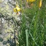 Lilium pyrenaicum Flower