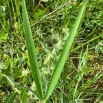 Lathyrus cicera Foglia