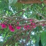 Syzygium malaccense Blomma