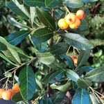 Pyracantha angustifolia Deilen