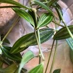 Peperomia quadrangularis Hoja