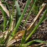 Poa chaixii Habit