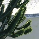 Euphorbia ingens List