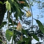 Epiphyllum oxypetalum 叶