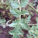 Phacelia ramosissima Liść