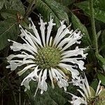 Monarda fistulosa 花
