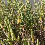 Salicornia perennis Blatt