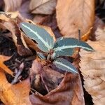 Chimaphila maculata Hoja