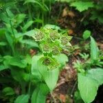 Bupleurum longifolium Flower