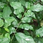 Turraea heterophylla पत्ता