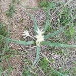 Leucocrinum montanum Flower