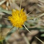 Centaurea solstitialis Fula