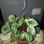 Peperomia argyreia Лист