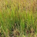 Juncus effusus عادت داشتن