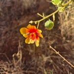 Abutilon hirtum Žiedas