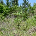 Asclepias amplexicaulis عادت