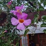 Bignonia magnifica Flor