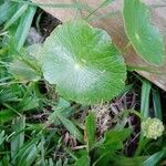 Hydrocotyle bonariensis Leaf