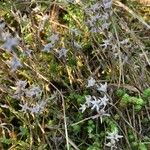 Sedum acreFlors