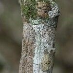 Vepris lanceolata Ŝelo
