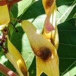 Ailanthus altissima Frouezh